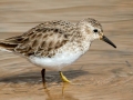 Least Sandpiper- Dunbar Cave SP, Clarksville, Montgomery County, February 20, 2021