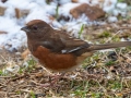 Eastern Towhee (female) - Yard Birds - Clarksville, Montgomery County, January 12, 2021