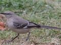 Northern Mockingbird - Yard Birds, Clarksville, Montgomery County, February 9, 2021
