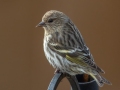 Pine Siskin - Yard Birds - Clarksville, Montgomery County, January 12, 2021