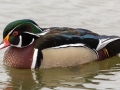Wood Duck - Liberty Park and Marina, Clarksville, Montgomery County, February 14, 2021