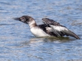 Common Loon (breeding plumage) - Paris Landing SP Campground Area,  Henry County, March 30, 2021