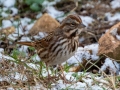 Song Sparrow - Yard Birds - Clarksville, Montgomery County, January 12, 2021