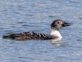 Common Loon (breeding plumage) - Paris Landing SP Campground Area,  Henry County, March 30, 2021