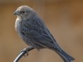 Brown-headed Cowbird (female) - Yard Birds - Clarksville, Montgomery County, January 12, 2021