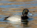 Lesser Scaup - Dunbar Cave SP, Montgomery County, February 22, 2021