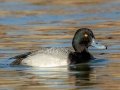 Lesser Scaup - Dunbar Cave SP, Montgomery County, February 22, 2021
