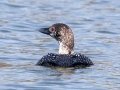 Common Loon (breeding plumage) - Paris Landing SP Campground Area,  Henry County, March 30, 2021