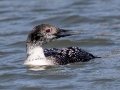 Common Loon (breeding plumage) - Paris Landing SP Campground Area,  Henry County, March 30, 2021