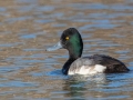Lesser Scaup - Dunbar Cave SP, Montgomery County, February 22, 2021