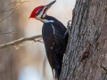 Pileated Woodpecker - Paris Landing State Park Campgound, Henry County, January 18, 2021