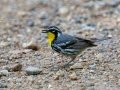 Yellow-throated Warbler - Lake Barkley, Stewart County, Jul 2, 2021