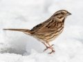Song Sparrow - Liberty Park and Marina, Clarksville, Montgomery County, February 21, 2021