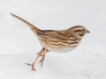Song Sparrow - Liberty Park and Marina, Clarksville, Montgomery County, February 21, 2021