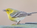 Pine Warbler (male) - Paris Landing State Park, Henry County, January 26, 2021