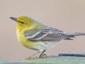 Pine Warbler (male) - Paris Landing State Park, Henry County, January 26, 2021