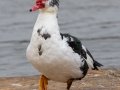 Muscovy Duck (Domestic Type)   - Liberty Park and Marina, Clarksville, Montgomery County, February 14, 2021