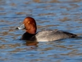 Redhead (male) - Dunbar Cave SP, Montgomery County, February 22, 2021