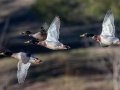 Domestic Mallards - Dunbar Cave SP, Montgomery County, February 22, 2021
