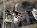 Domestic Mallards - Dunbar Cave SP, Montgomery County, February 22, 2021