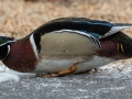 Wood Duck - Liberty Park and Marina, Clarksville, Montgomery County, February 14, 2021