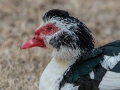 Muscovy Duck (Domestic Type)   - Liberty Park and Marina, Clarksville, Montgomery County, February 14, 2021
