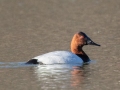 Canvasback - Dunbar Cave SP, Montgomery County, February 22, 2021