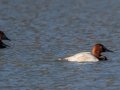 Canvasbacks - Dunbar Cave SP, Montgomery County, February 22, 2021