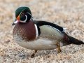 Wood Duck - Liberty Park and Marina, Clarksville, Montgomery County, February 14, 2021