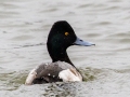 Lesser Scaup (male) - Liberty Park and Marina, Clarksville, Montgomery County, February 14, 2021