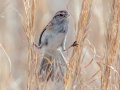 American Tree Sparrow - Liberty Park and Marina, Clarksville, Montgomery County, February 21, 2021