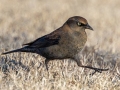 Rusty Blackbird  (female) - Dunbar Cave SP, Montgomery County, February 22, 2021