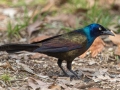 Common Grackle (Bronzed) - Paris Landing State Park, Henry County, March 28, 2021
