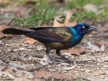 Common Grackle (Bronzed) - Paris Landing State Park, Henry County, March 28, 2021