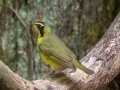 Kentucky Warbler - US-TN Springville, Henry County, May 26, 2021