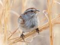 American Tree Sparrow - Liberty Park and Marina, Clarksville, Montgomery County, February 21, 2021