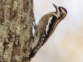 Yellow-bellied Sapsucker - Paris Landing State Park, Henry County, March 28, 2021