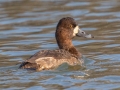 Greater Scaup (female) - Dunbar Cave SP, Montgomery County, February 25, 2021