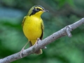 Kentucky Warbler - US-TN Springville, Henry County, May 26, 2021