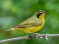 Kentucky Warbler - US-TN Springville, Henry County, May 26, 2021