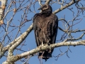 Black Vulture - Dunbar Cave SP, Montgomery County, February 25, 2021
