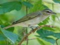 Red-eyed Vireo - US-TN-Dover-160 River Rd, Stewart, Tennessee, 9/13/2021