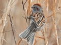 American Tree Sparrow - Liberty Park and Marina, Clarksville, Montgomery County, February 21, 2021