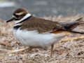 Killdeer  - Liberty Park and Marina, Clarksville, Montgomery County, February 14, 2021