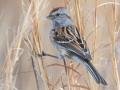 American Tree Sparrow - Liberty Park and Marina, Clarksville, Montgomery County, February 21, 2021