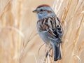 American Tree Sparrow - Liberty Park and Marina, Clarksville, Montgomery County, February 21, 2021