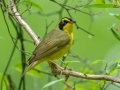 Kentucky Warbler - US-TN Springville, Henry County, May 26, 2021
