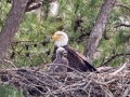 Bald Eagle with chick, Ft Donelson, Stewart County, March 28, 2021