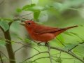 Summer Tanager - US-TN Springville, Henry County, May 26, 2021