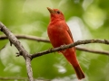 Summer Tanager - US-TN Springville, Henry County, May 26, 2021